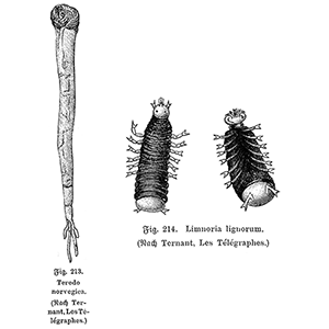 Abb. 28 a) Teredo norvegica, b) Limnoria lignorum, beide aus: Michael Geistbeck, Weltverkehr